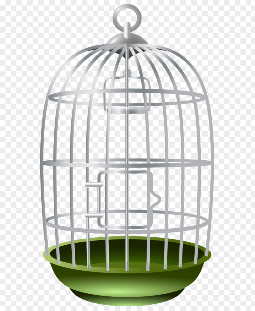 Parrot Clip Art Birdcage Domestic Canary PNG