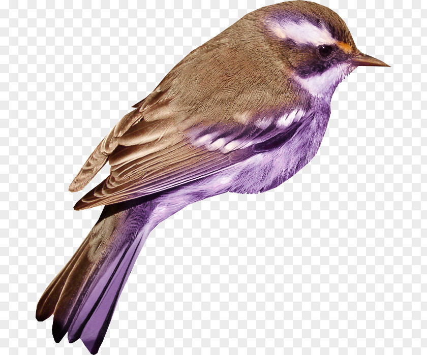 Bird Common Nightingale House Sparrow PNG