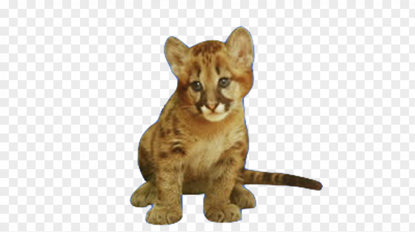 Doing Lion Cougar Cat Child Infant PNG
