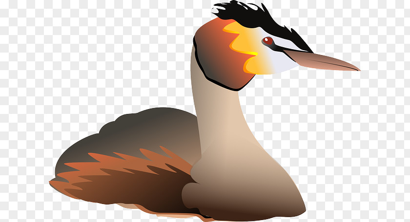 Duck Water Bird Great Crested Grebe Clip Art PNG