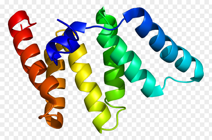 FIS1 Mitochondrial Fission Protein Gene Mitophagy PNG