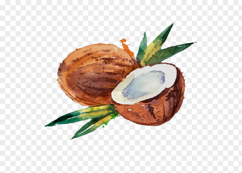 Hand-painted Coconut Water Milk Watercolor Painting PNG