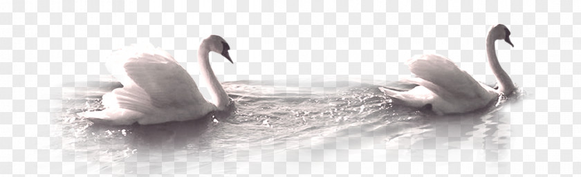 White Swan Mute Mooncake Duck PNG