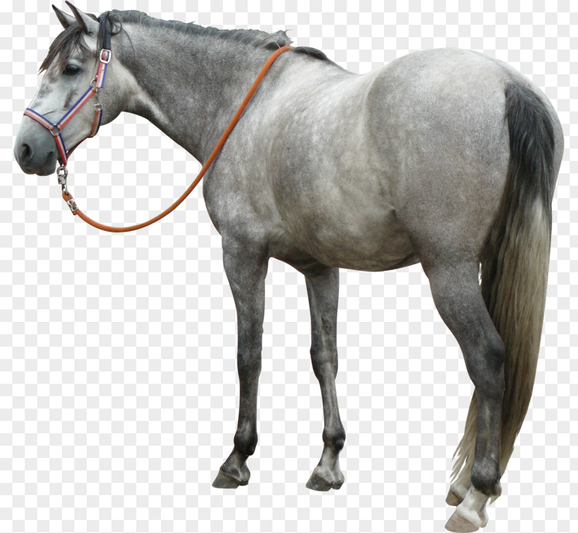 Andalusian Horse Mustang Mane Stallion Mare PNG