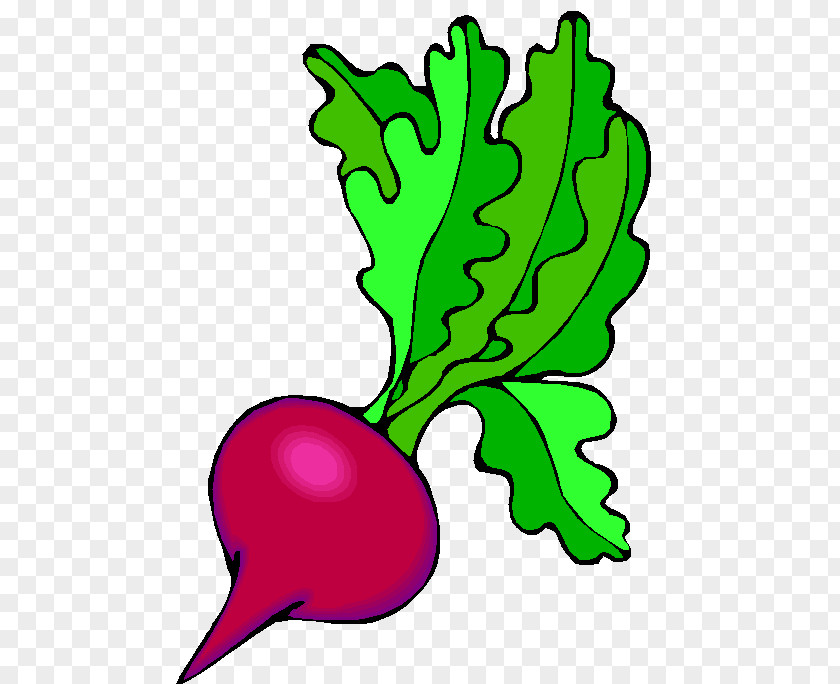 Buah Buahan Beetroot Salad Root Vegetables Drawing Clip Art PNG