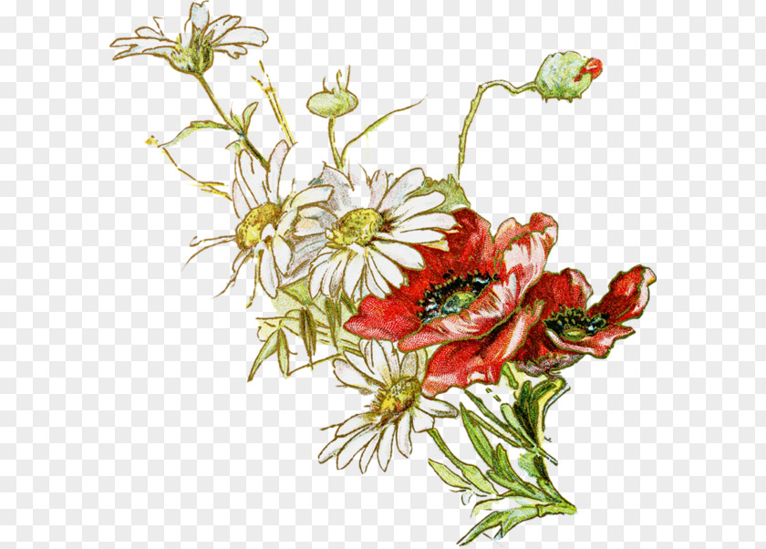 Color Chrysanthemum Floral Design Xd7grandiflorum Flower Clip Art PNG