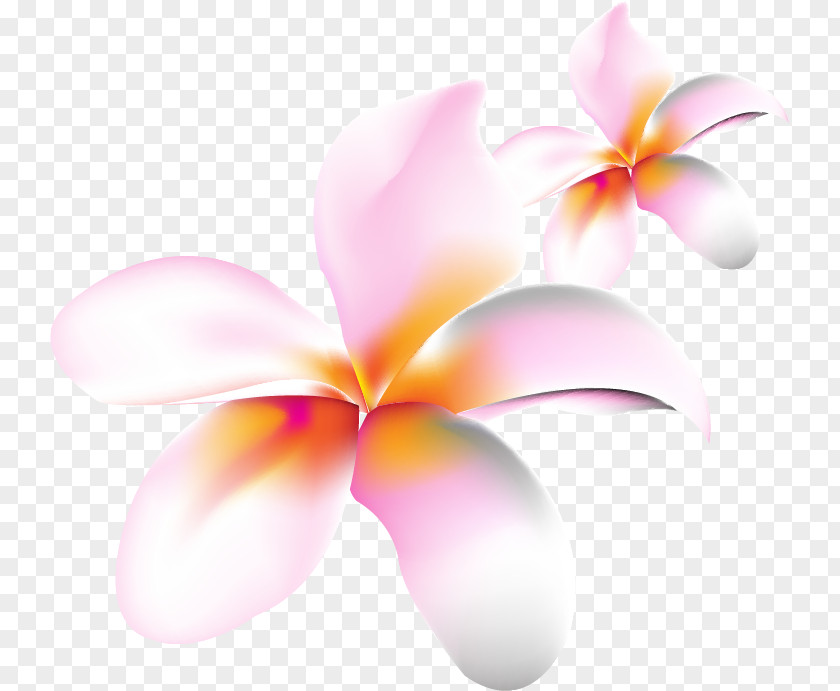 Computer Moth Orchids Desktop Wallpaper Pink M Close-up PNG