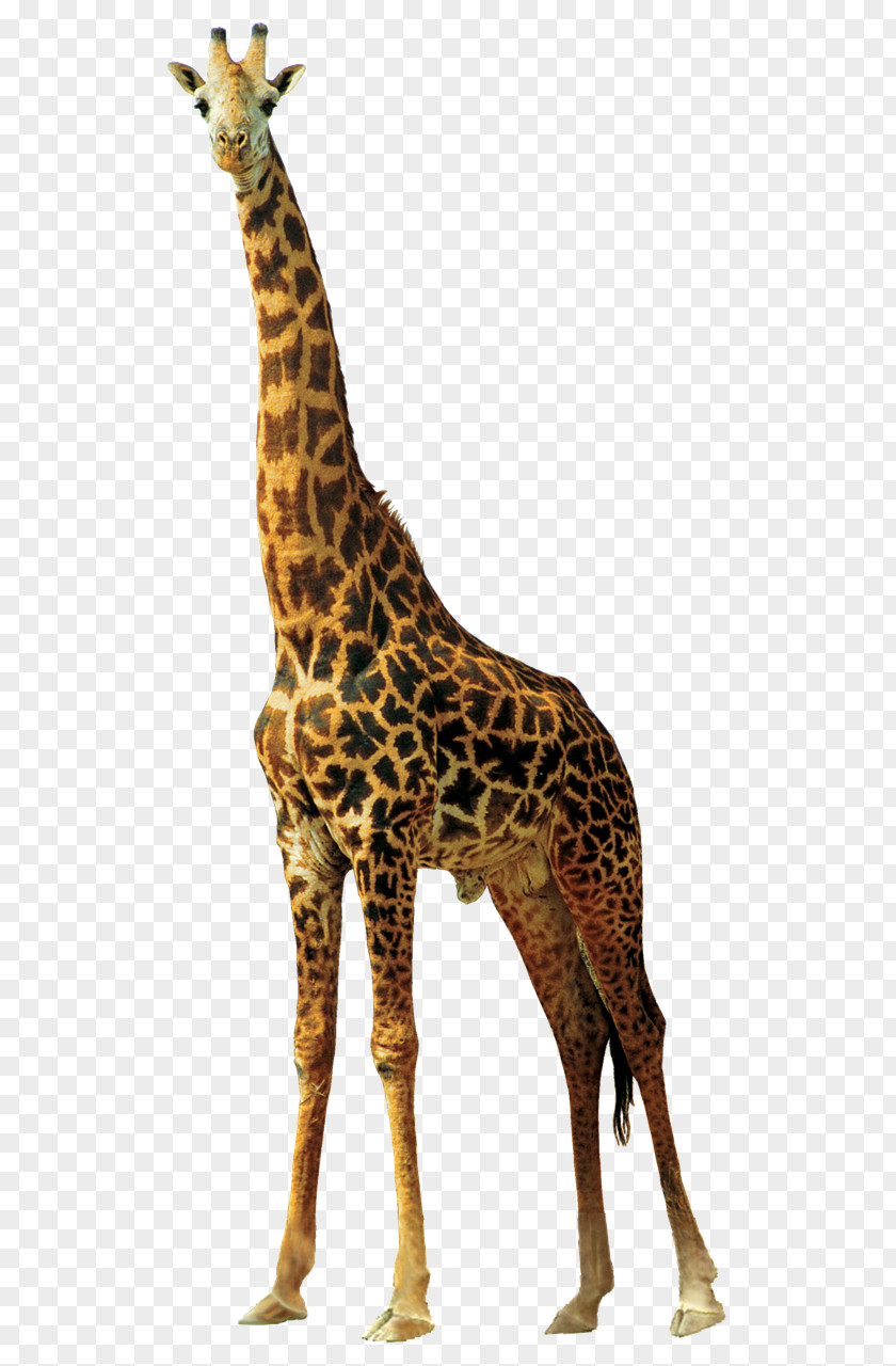 Giraffe Northern PNG