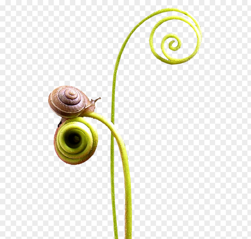 Snail Escargot Slug Orthogastropoda PNG