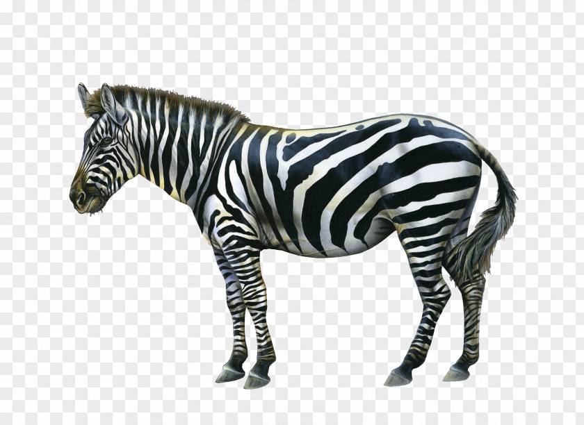 Zebra Quagga Download Clip Art PNG