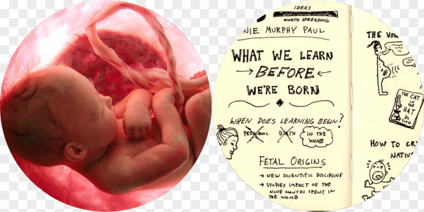 Child Embryo Fetus Artificial Uterus PNG
