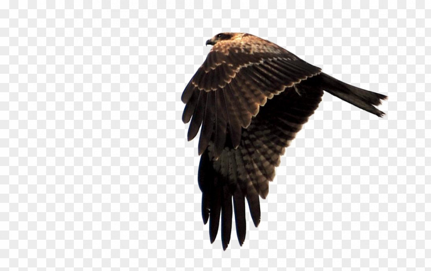 Eagle's Feathers Eagle Hawk Falcon PNG