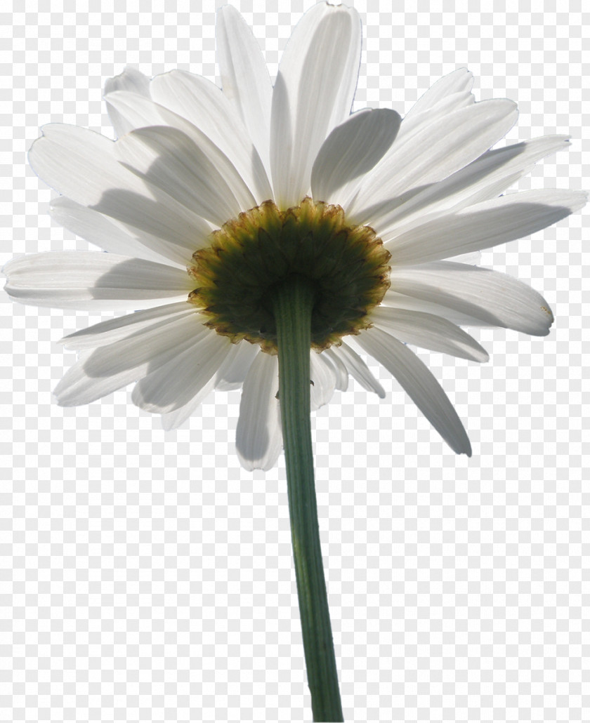 Sunflower Flower Oxeye Daisy Family PNG