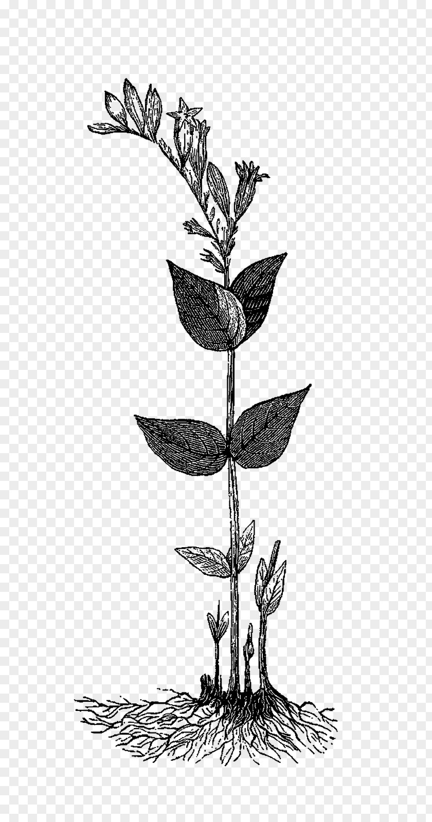 Twig /m/02csf Drawing Plant Stem Flower PNG