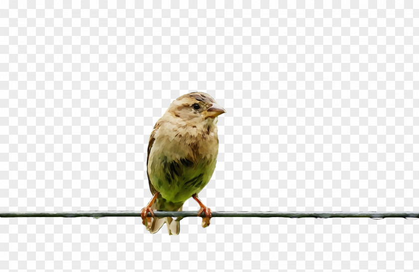 Bird Beak Finch Atlantic Canary Songbird PNG