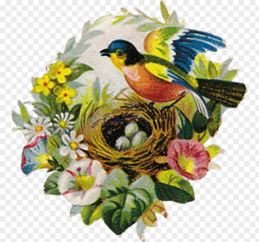 Bird Nest Bokmärke Beak PNG