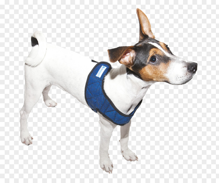 Dog Breed Rat Terrier Toy Fox Tenterfield Jack Russell PNG