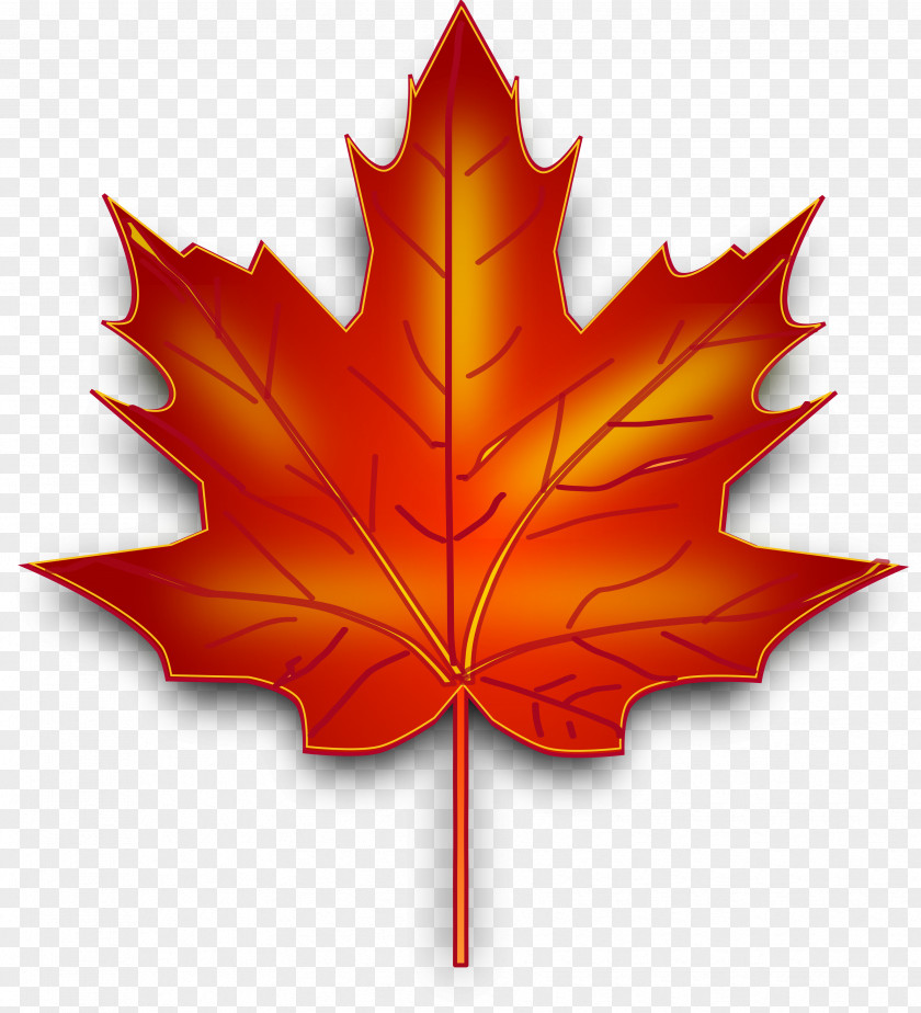 Gastrointestinal Maple Leaf Canada Clip Art PNG