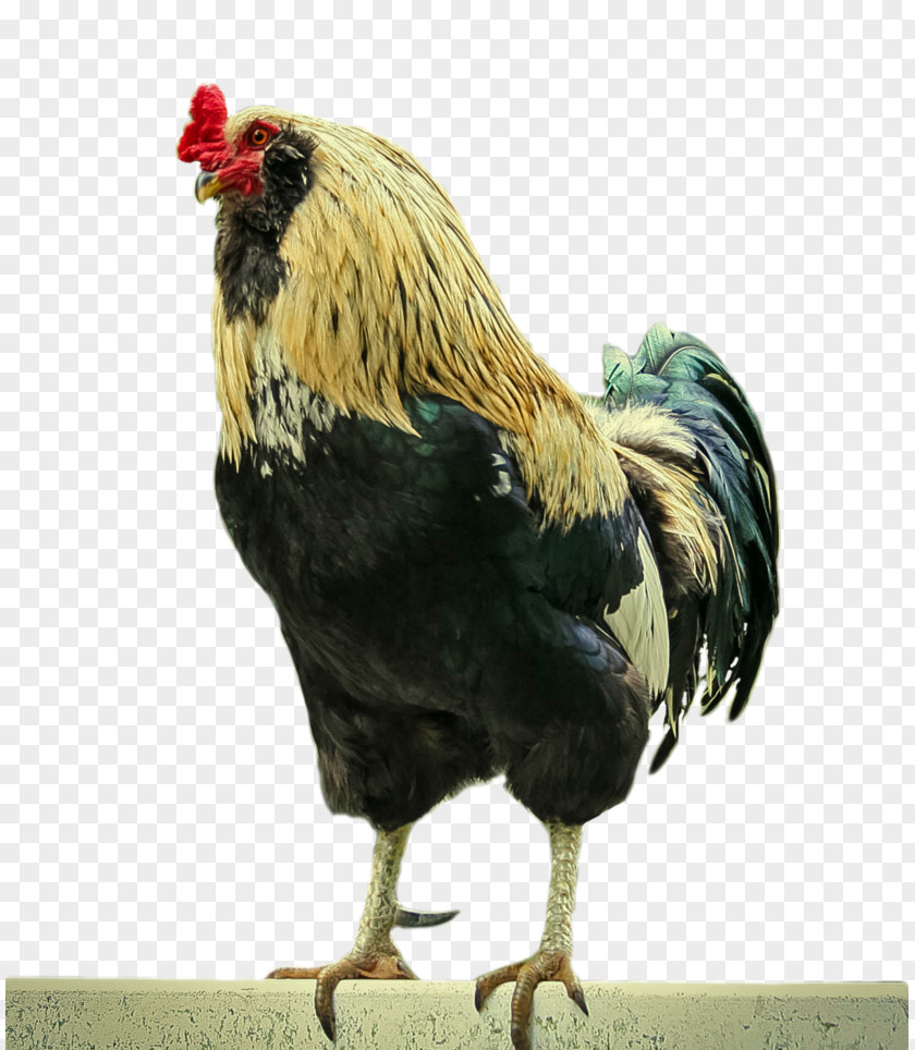 Rooster Chicken Bird Phasianidae Fowl Poultry PNG