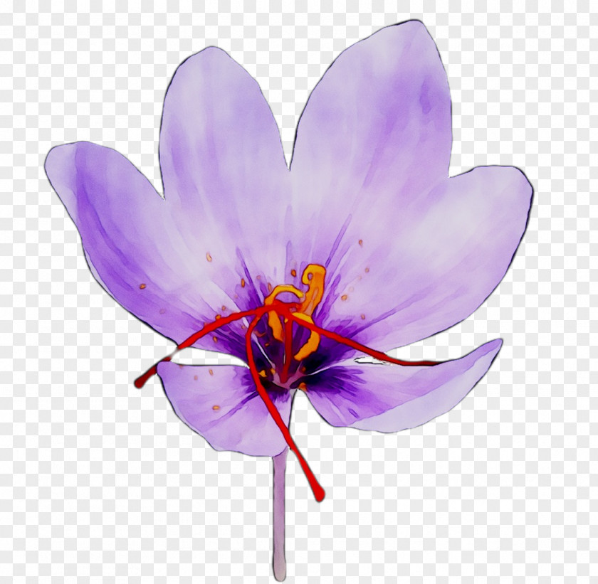 Crocus Saffron Moth Orchids PNG