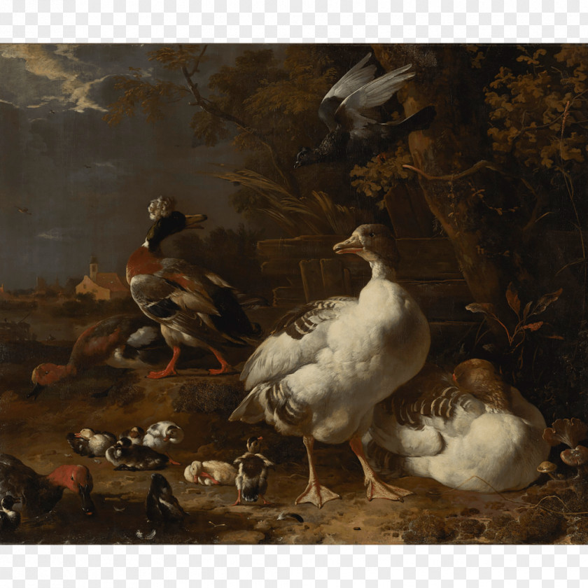 Duck Geese And Ducks Goose Still Life The Floating Feather PNG