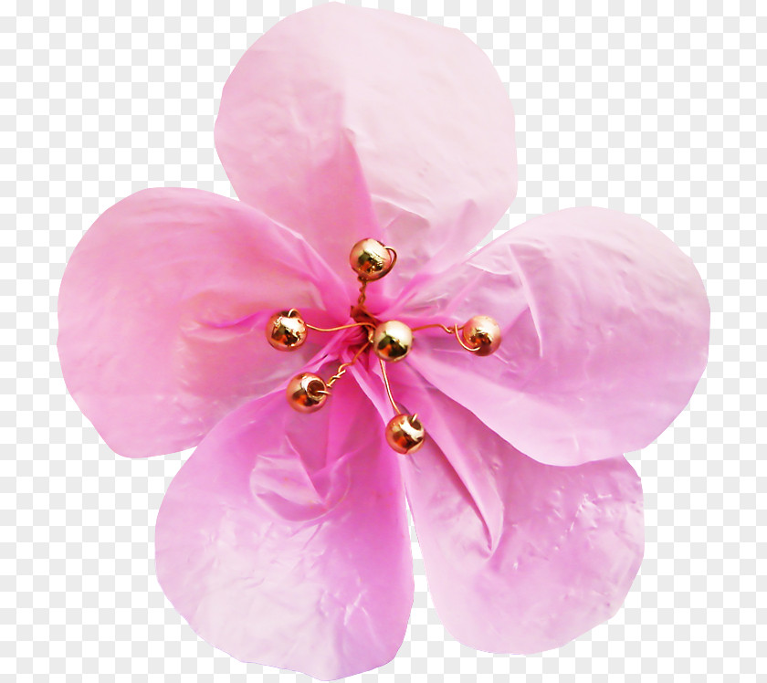 Jewellery Moth Orchid Pink Flower Cartoon PNG
