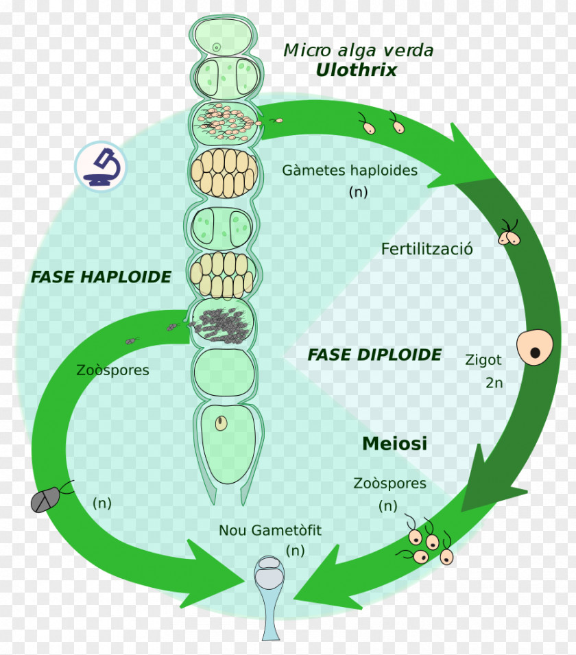 Algae Biological Life Cycle Biology Ulothrix Chara Green PNG