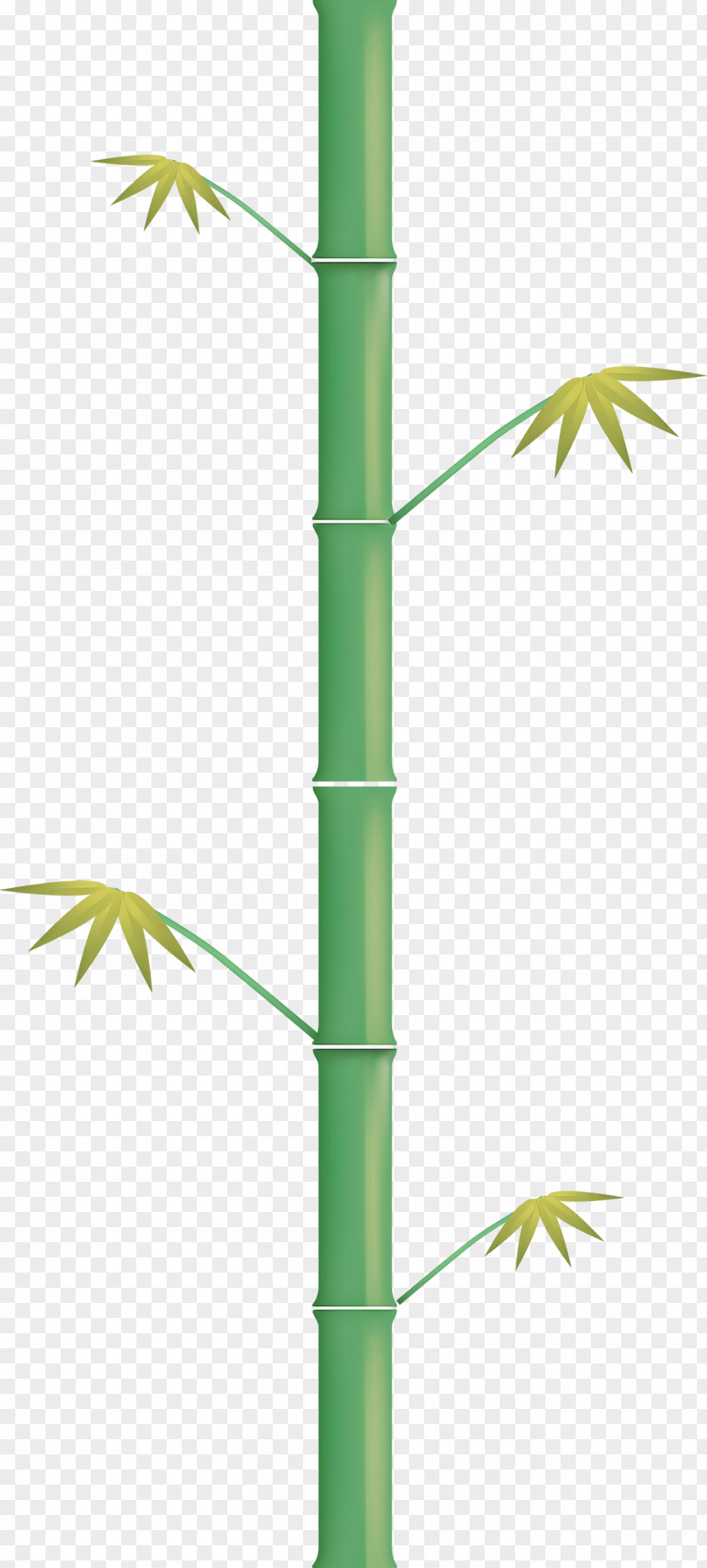 Bamboo Leaf PNG