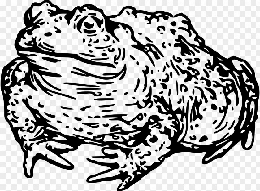 Cat Toad Frog Tiger Clip Art PNG