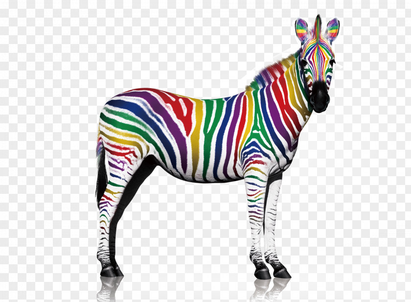 Color Zebra Quagga Printing PNG
