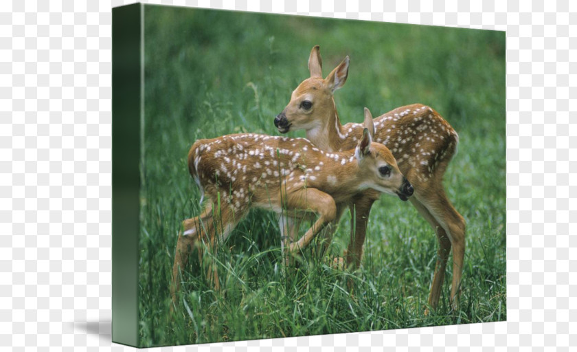 Deer White-tailed Terrestrial Animal Wildlife PNG