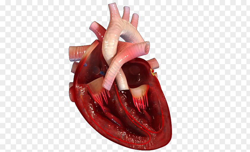 Heart Desktop Wallpaper Human Anatomy Body PNG