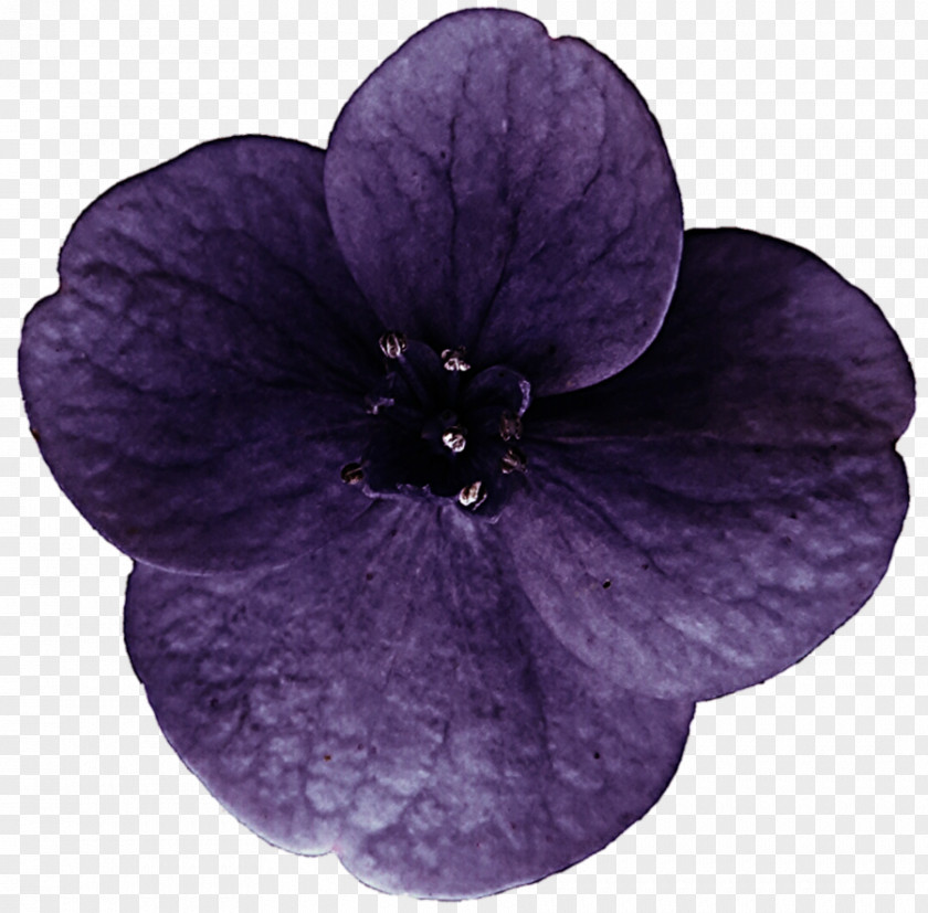 Hydrangea Purple Violet Flower Lilac PNG
