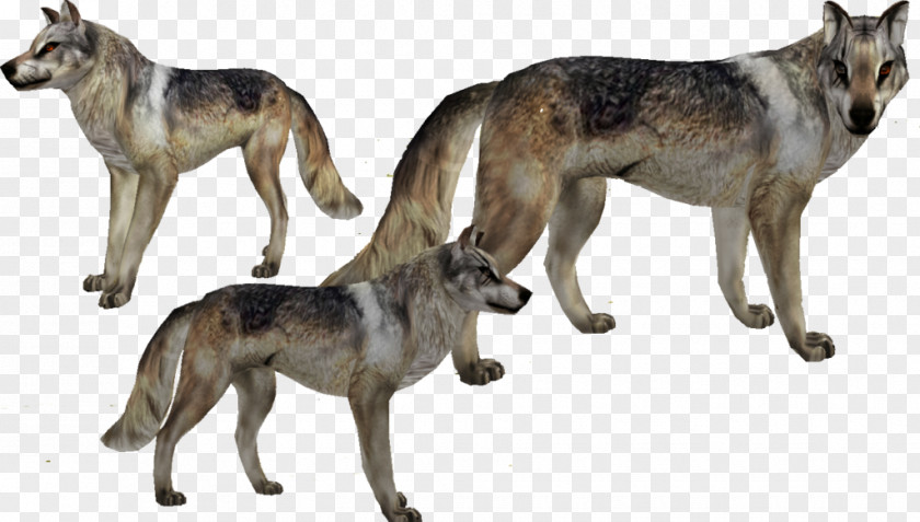 Saarloos Wolfdog Czechoslovakian Kunming Tamaskan Dog Seppala Siberian Sleddog PNG