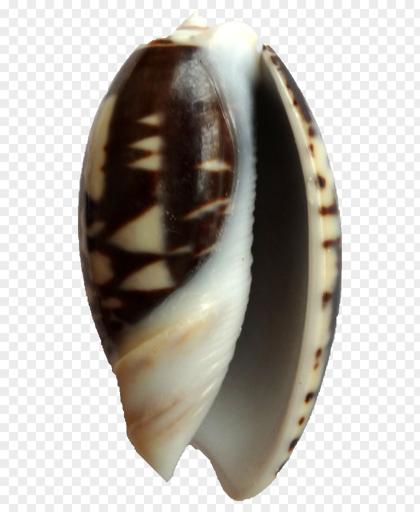 Seashell Clam Sea Snail Conchology Shankha PNG