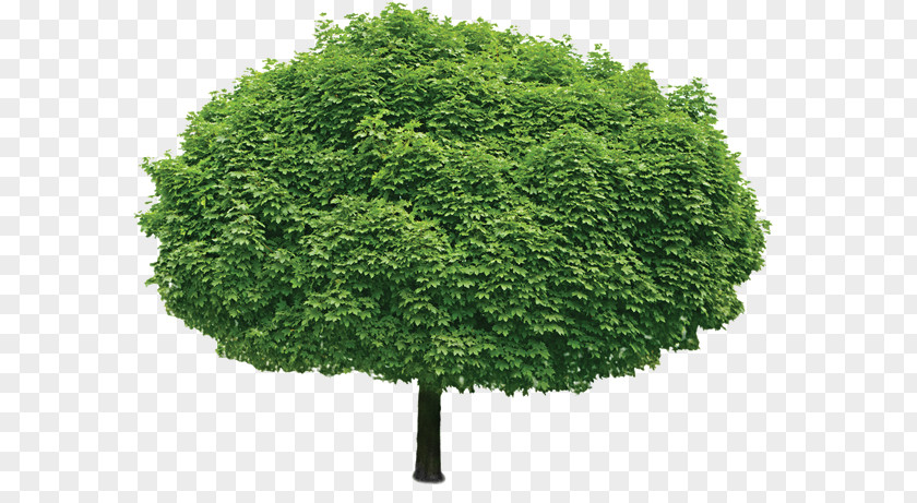 Tree Stock Photography Branch Shrub PNG