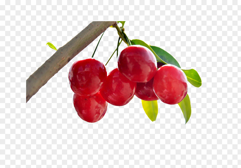 Cherry Berry Fruit PNG