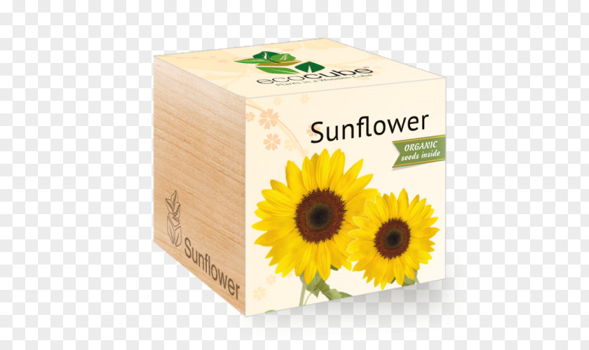 Flower Common Sunflower Seed Daisy Family PNG