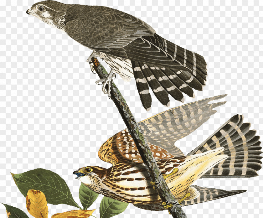 Hawk Finch Dribbble Buzzard Falcon PNG