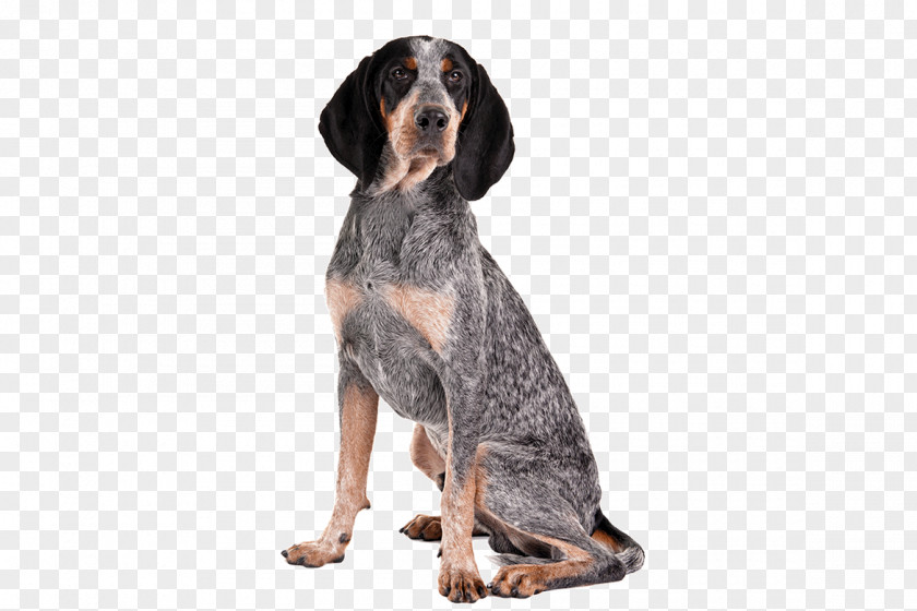 Invitations Appearance Bluetick Coonhound Treeing Walker American English Black And Tan Redbone PNG