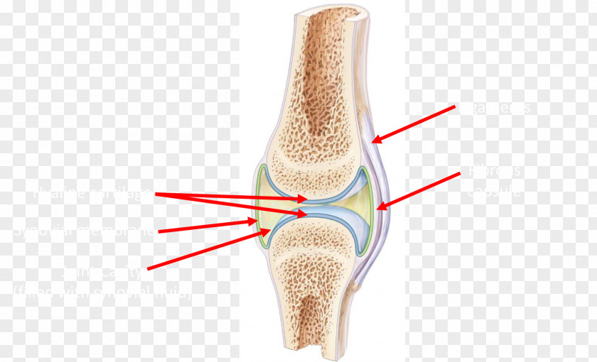 Joint Human Anatomy & Physiology Laboratory Manual: Fetal Pig Version Synovial Surface PNG