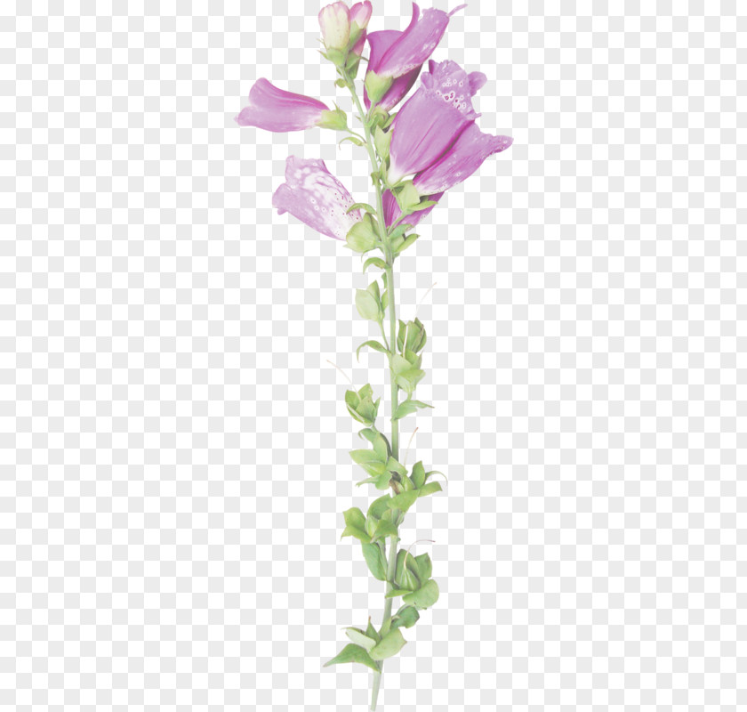 Rose Cut Flowers Family Plant Stem Petal PNG