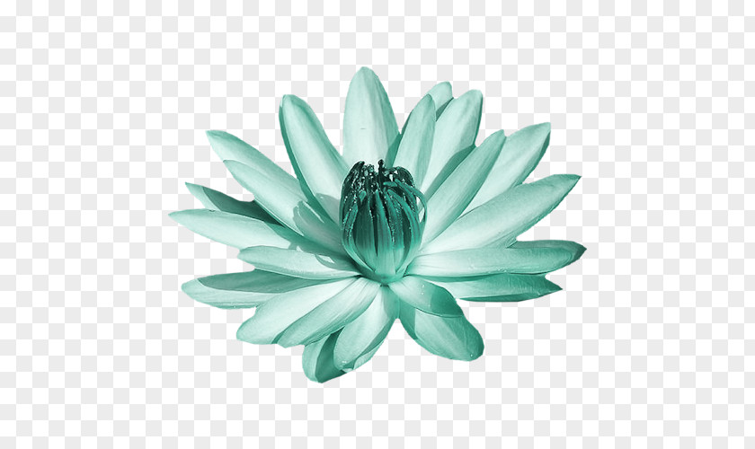 Flower Lily Plants Painting Adobe Photoshop PNG