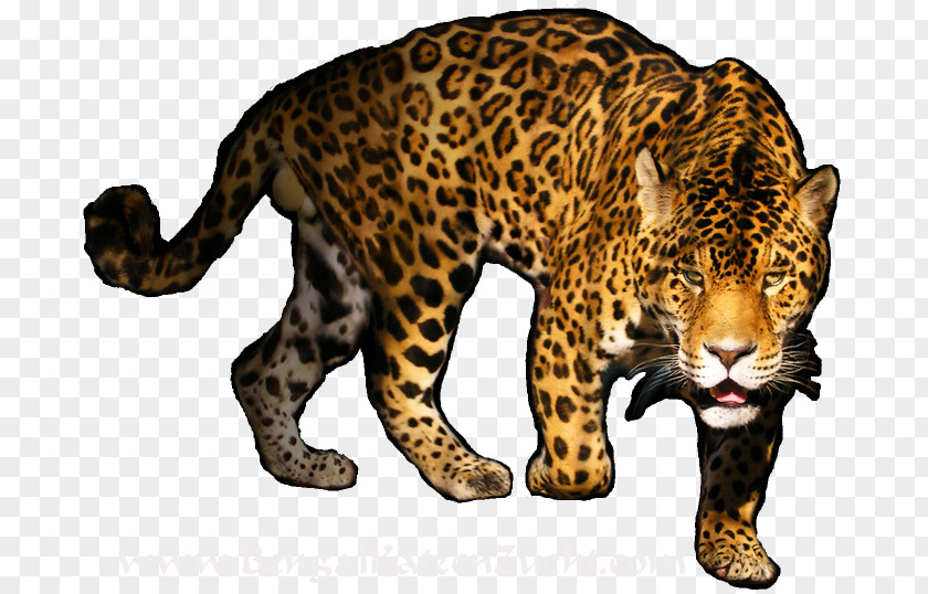 Leopard Transparent Image Bengal Cat Tiger PNG