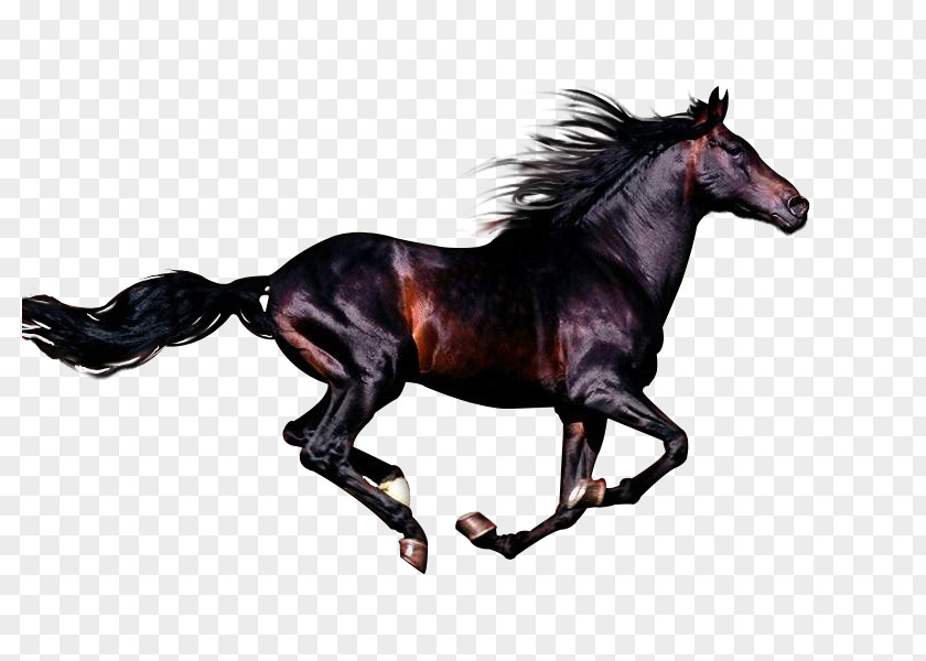 Mustang Arabian Horse Andalusian Azteca Stallion Rocky Mountain PNG
