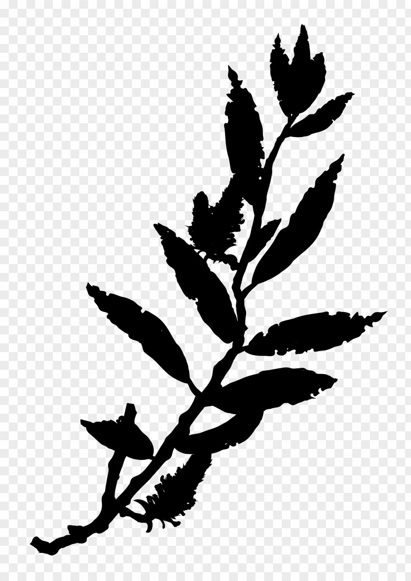 Twig Plant Stem Flower Leaf Clip Art PNG