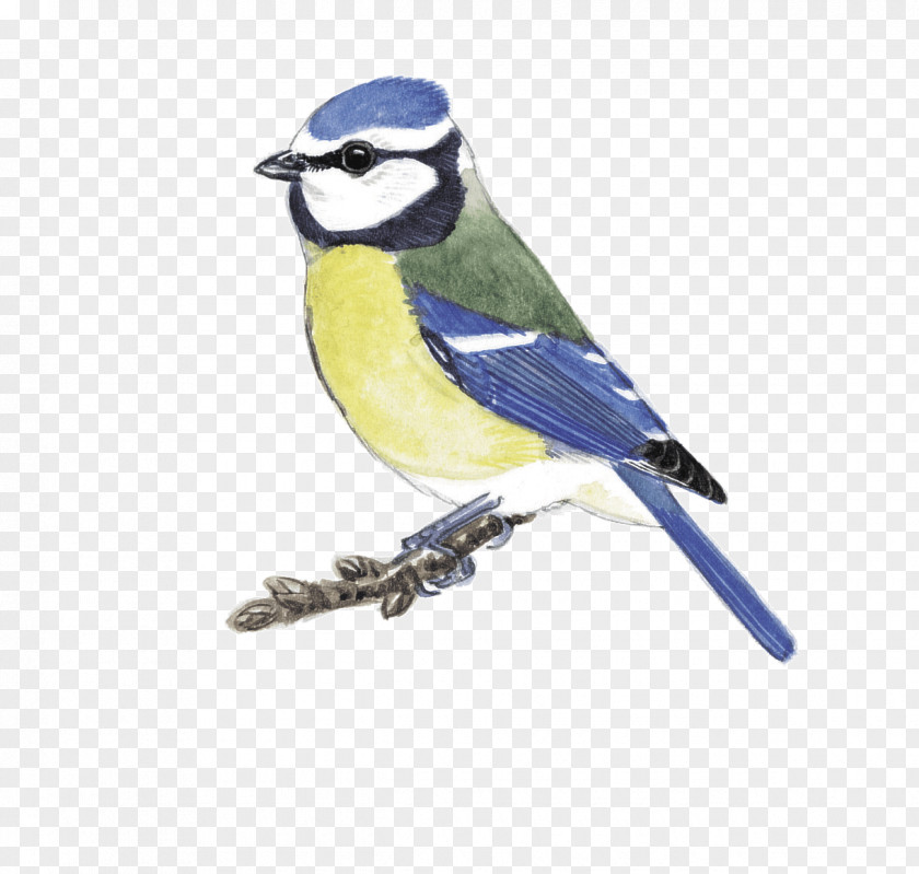 Blue Jay Finch Cobalt Beak Chickadee PNG