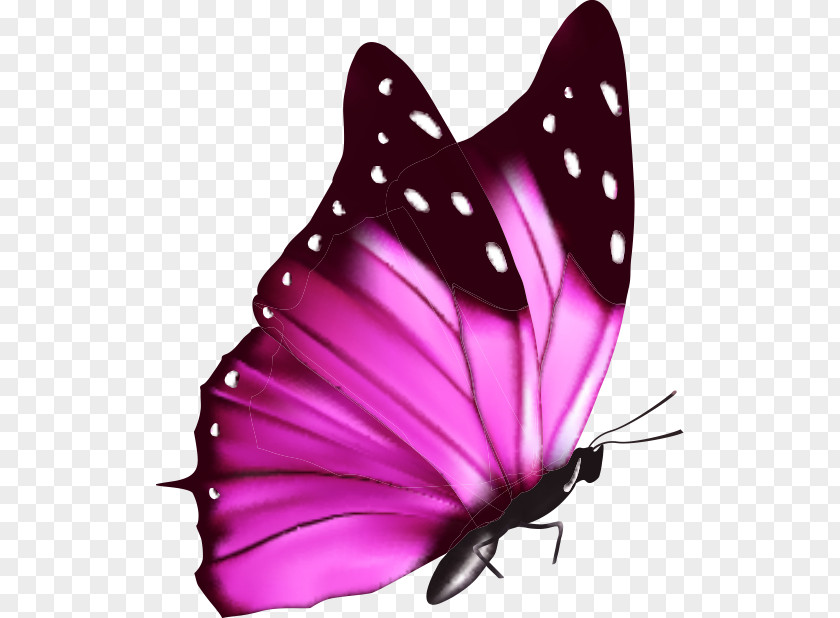 Colorful Butterfly A Cor Da Borboleta PNG