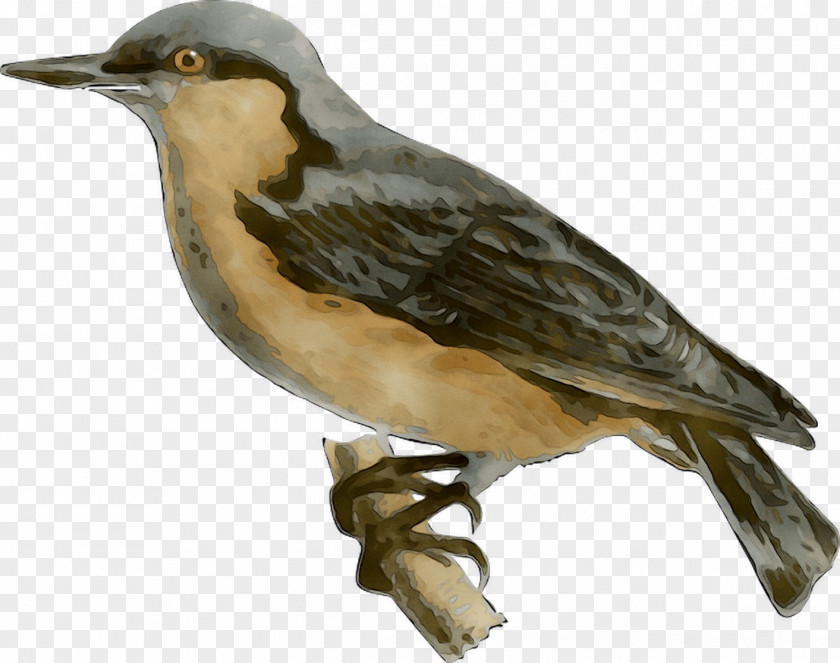 Finches Clip Art Bird Sparrow PNG