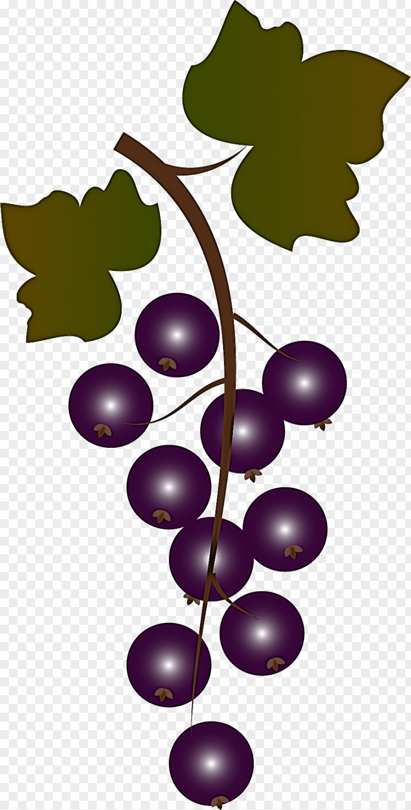 Grape Leaf Leaves Grapevine Family Plant PNG